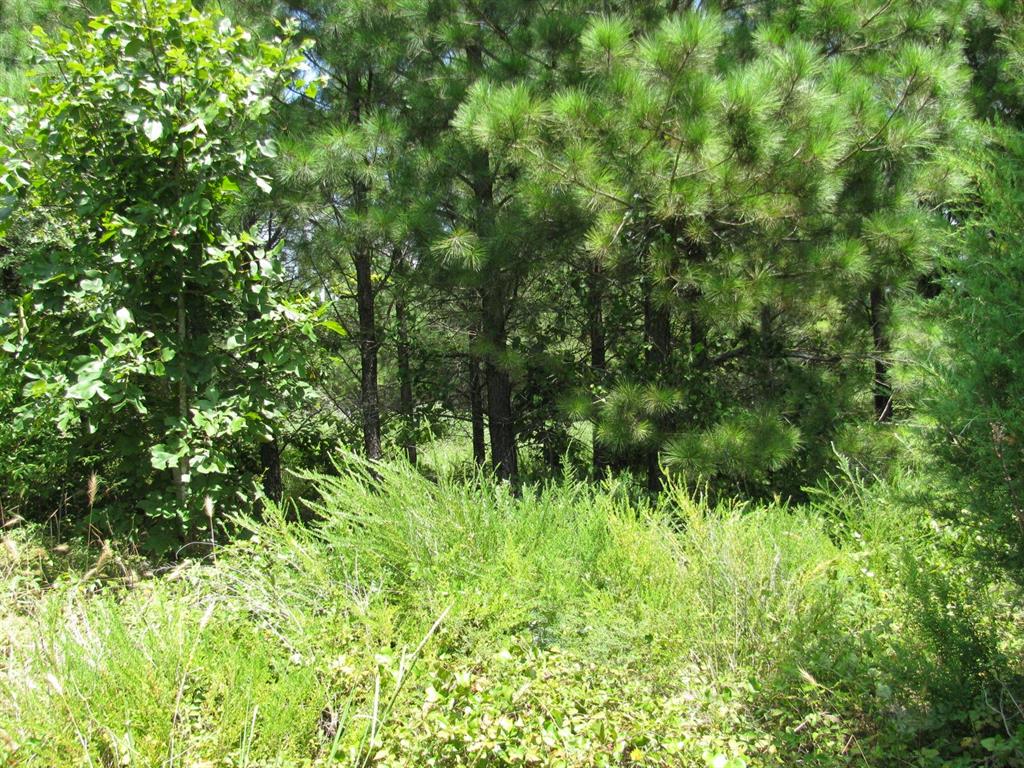 Tbd Tbd Jace's Trail Snow, OK 74567 - Photo 2 of 11 a view of a lush green forest
