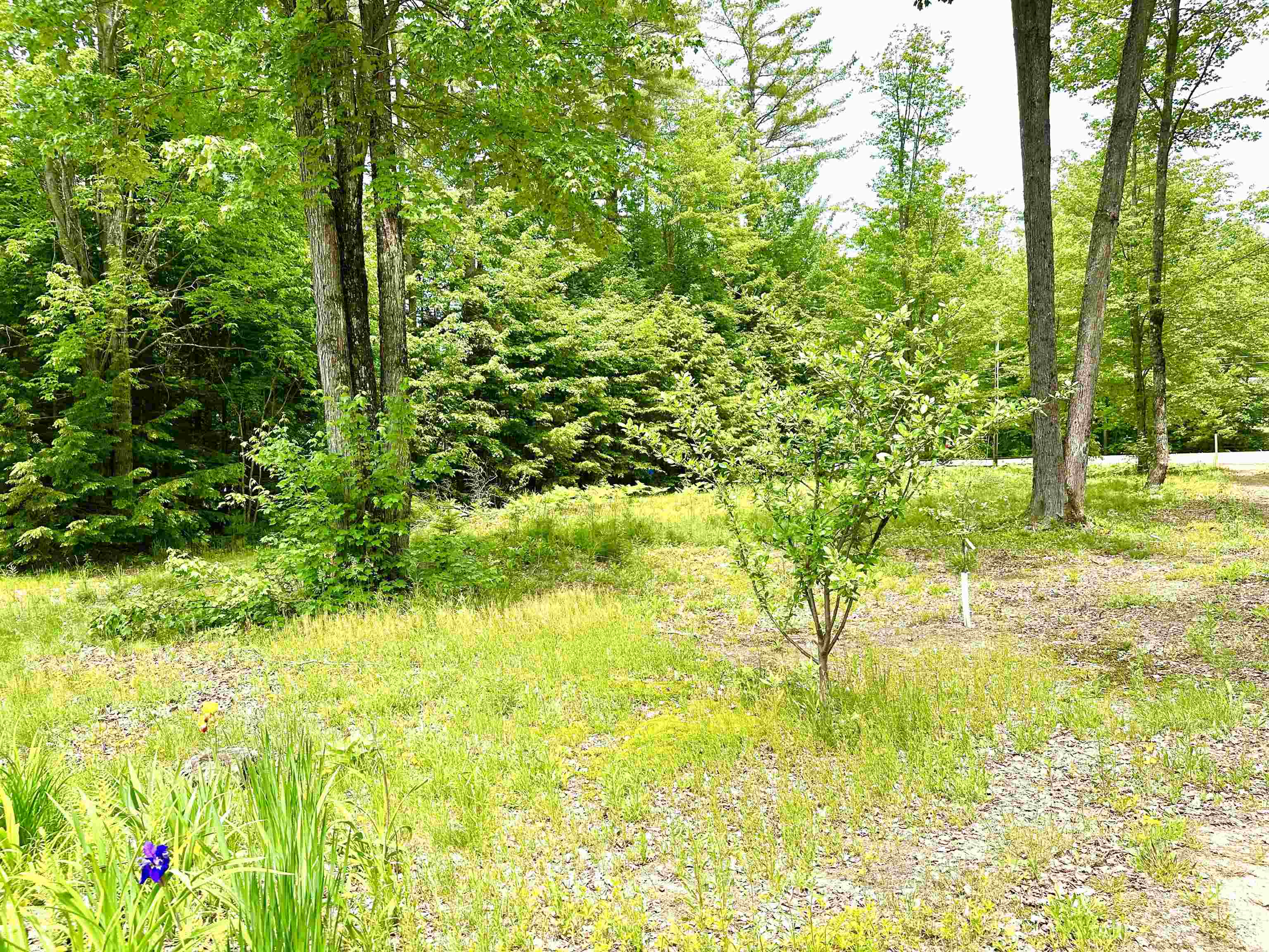 188 Green Hill Road Conway, NH 03813 - Photo 13 of 17