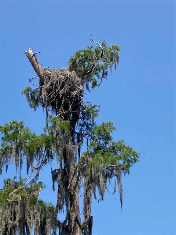 404 Grove Street Melrose, FL 32666 - Photo 48 of 50 a view of a plant in a garden