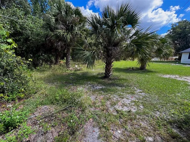 a view of a tree in a yard