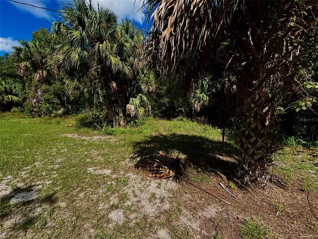 a view of a tree in a yard