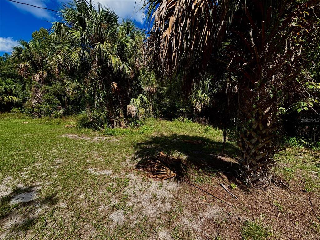404 Grove Street Melrose, FL 32666 - Photo 10 of 50 a view of a tree in a yard