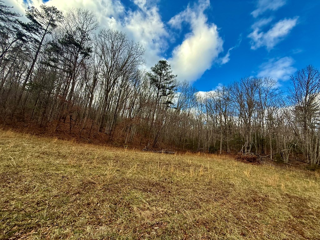 0 Cedar Springs Road Turtletown, TN 37391 - Photo 4 of 10 a view of backyard with tree