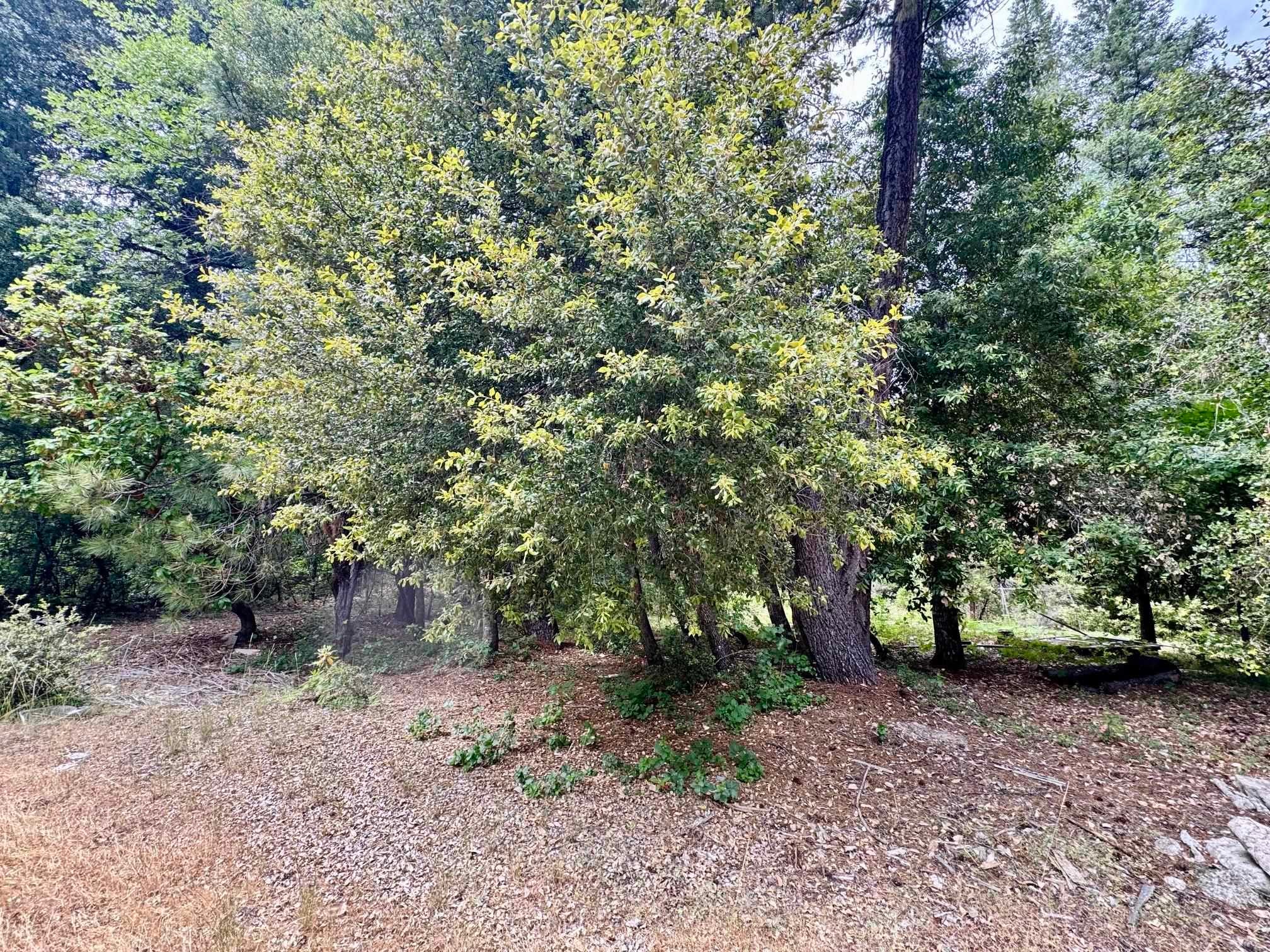3.2 Miles Out China Grade Road Happy Camp, CA 96039 - Photo 11 of 11 Gallery Image 11