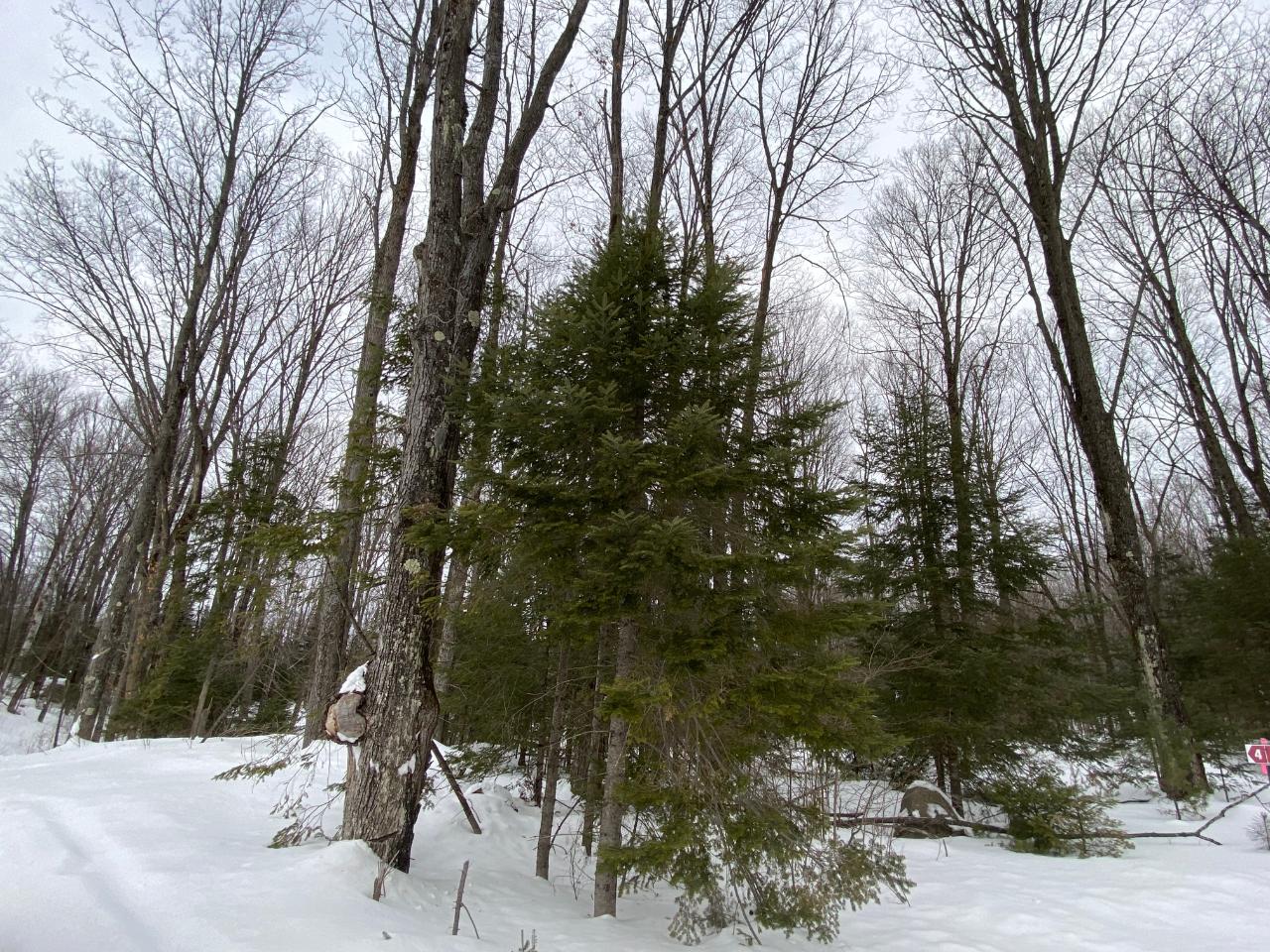 Three Steven Javenkowski Road, Unit LOT 4 Three Lakes, WI 54562 - Photo 1 of 9 Gallery Image 1