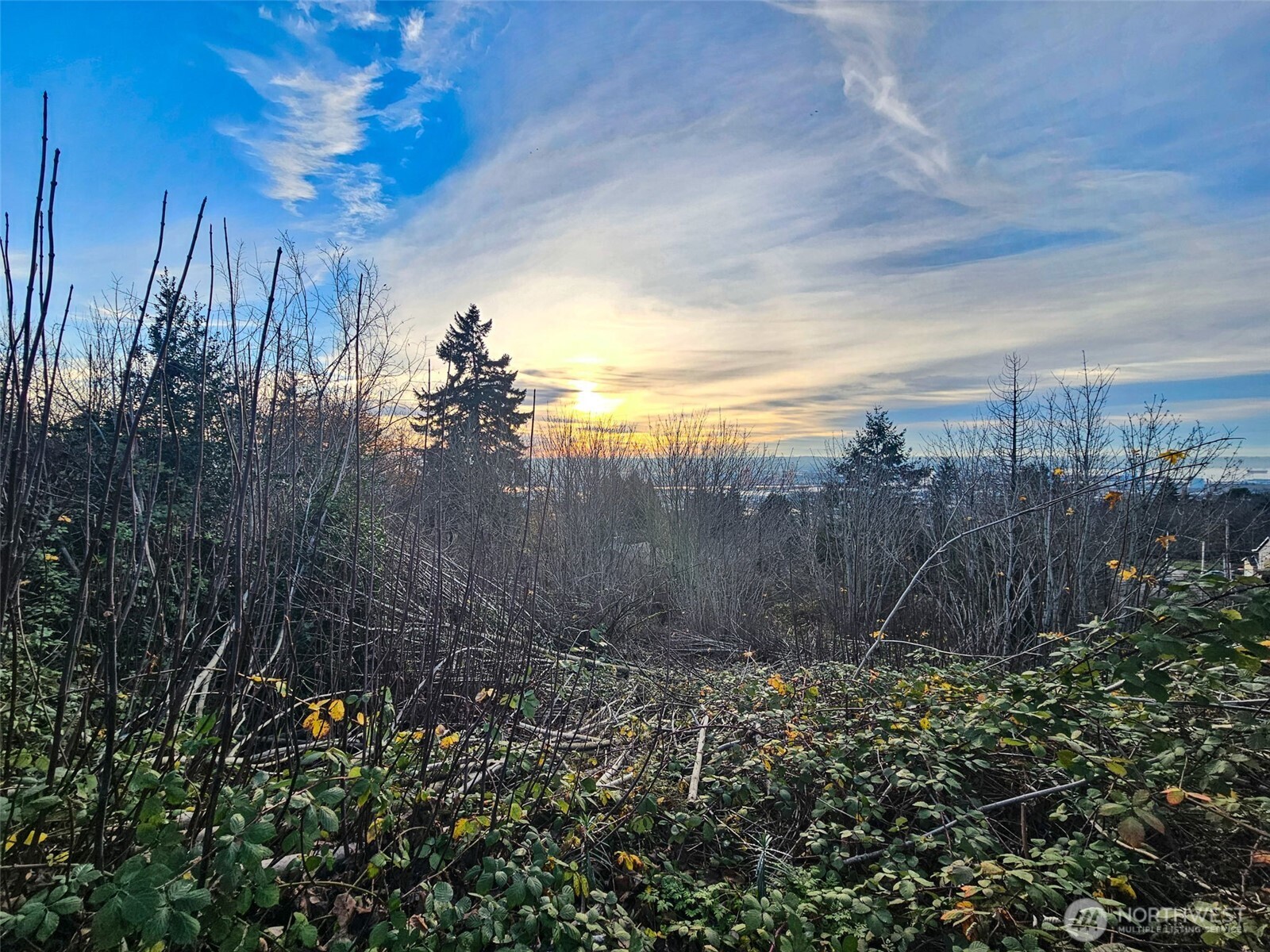 63 19th Street Northeast Tacoma, WA 98422 - Photo 13 of 22 a view of a yard