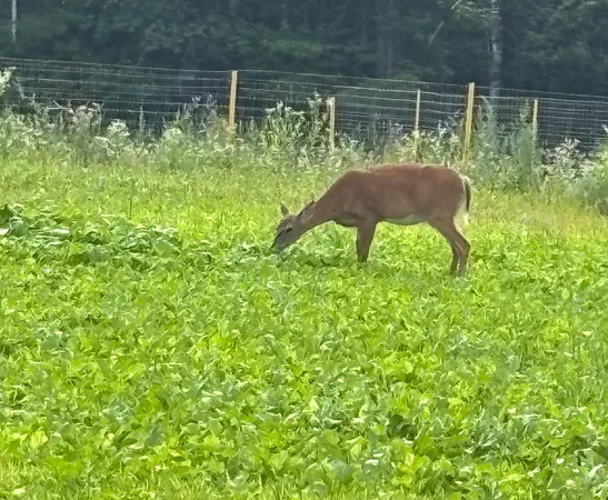 $515,000 | 11305 Cth M, Crandon, WI 54520