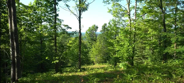 $79,900 | 83-xxx - Lot 13 83-xxx - Road, Bayfield, WI 54814