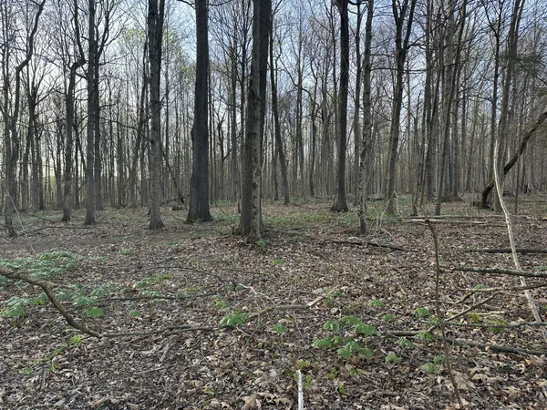 a view of outdoor space with lots of trees