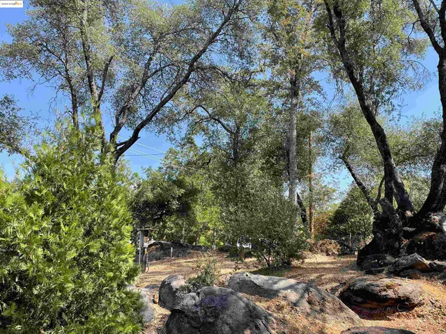 a view of a tree in a yard