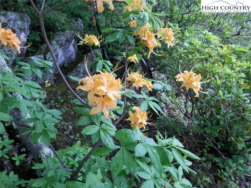 331 Yellow Bear Road Todd, NC 28684 - Photo 23 of 28 Gallery Image 23