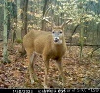 7480 Triplett Road Rome, IN 47574 - Photo 10 of 15 Trail cam photos