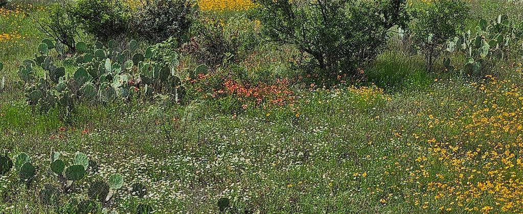 Tbd Starks Road Mason, TX 76856 - Photo 15 of 34 a view of a lush green forest