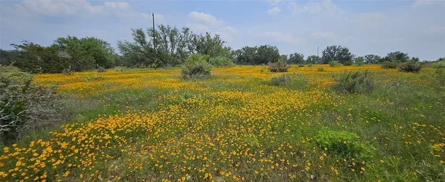 a view of a yard with plants