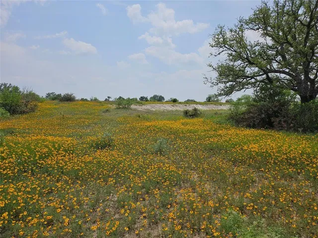 a view of a bunch of trees in a field