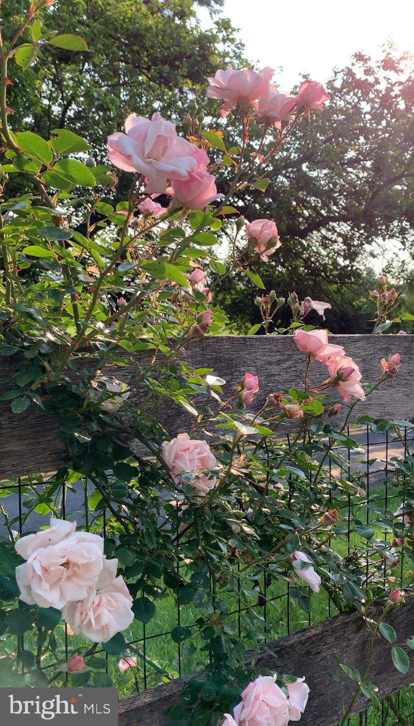 849 Redland Road Cross Junction, VA 22625 - Photo 3 of 53 Climbing roses
