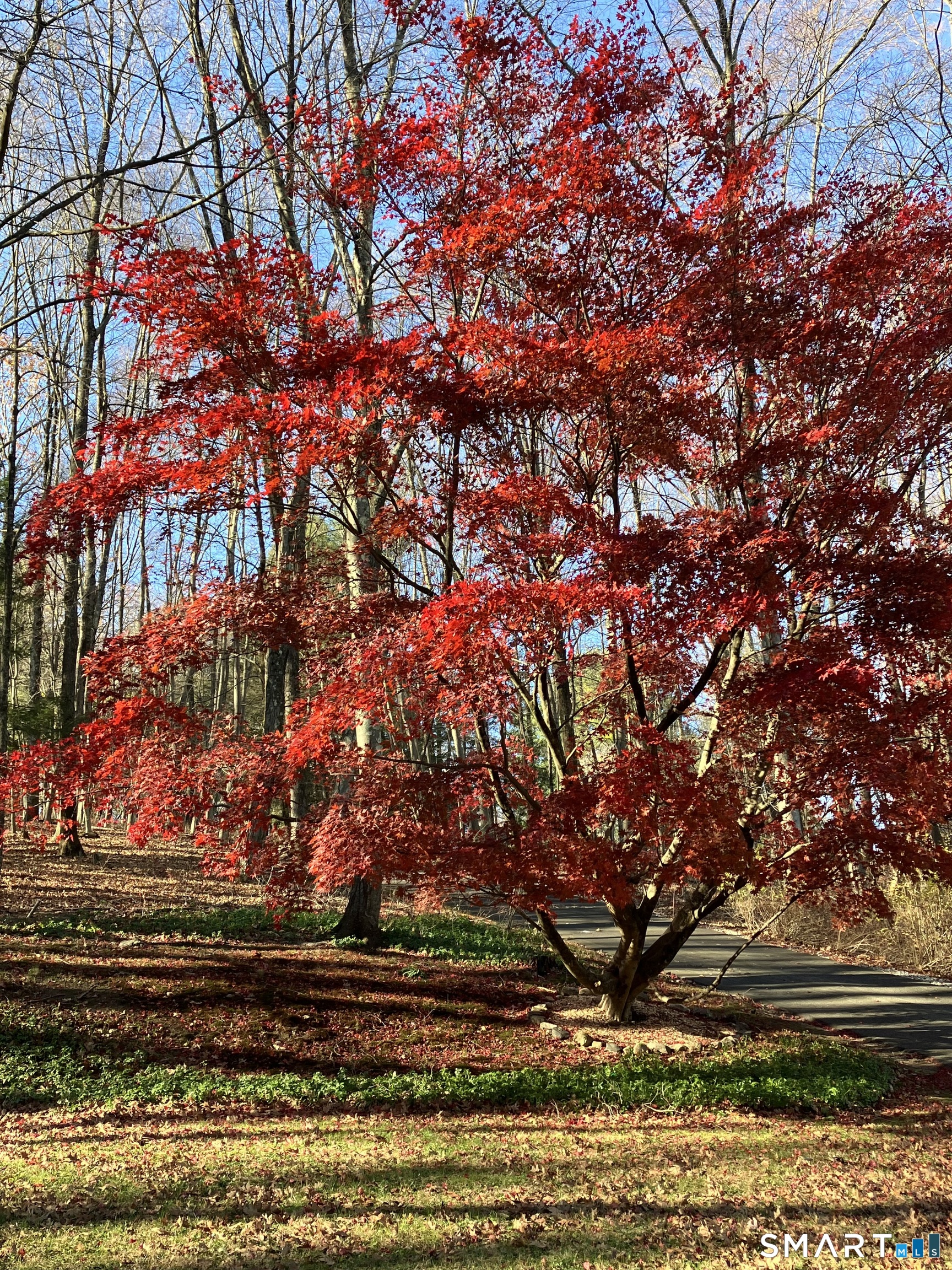 268 Umpawaug Road Redding, CT 06896 - Photo 26 of 30 Gorgeous red maple tree in early Spring