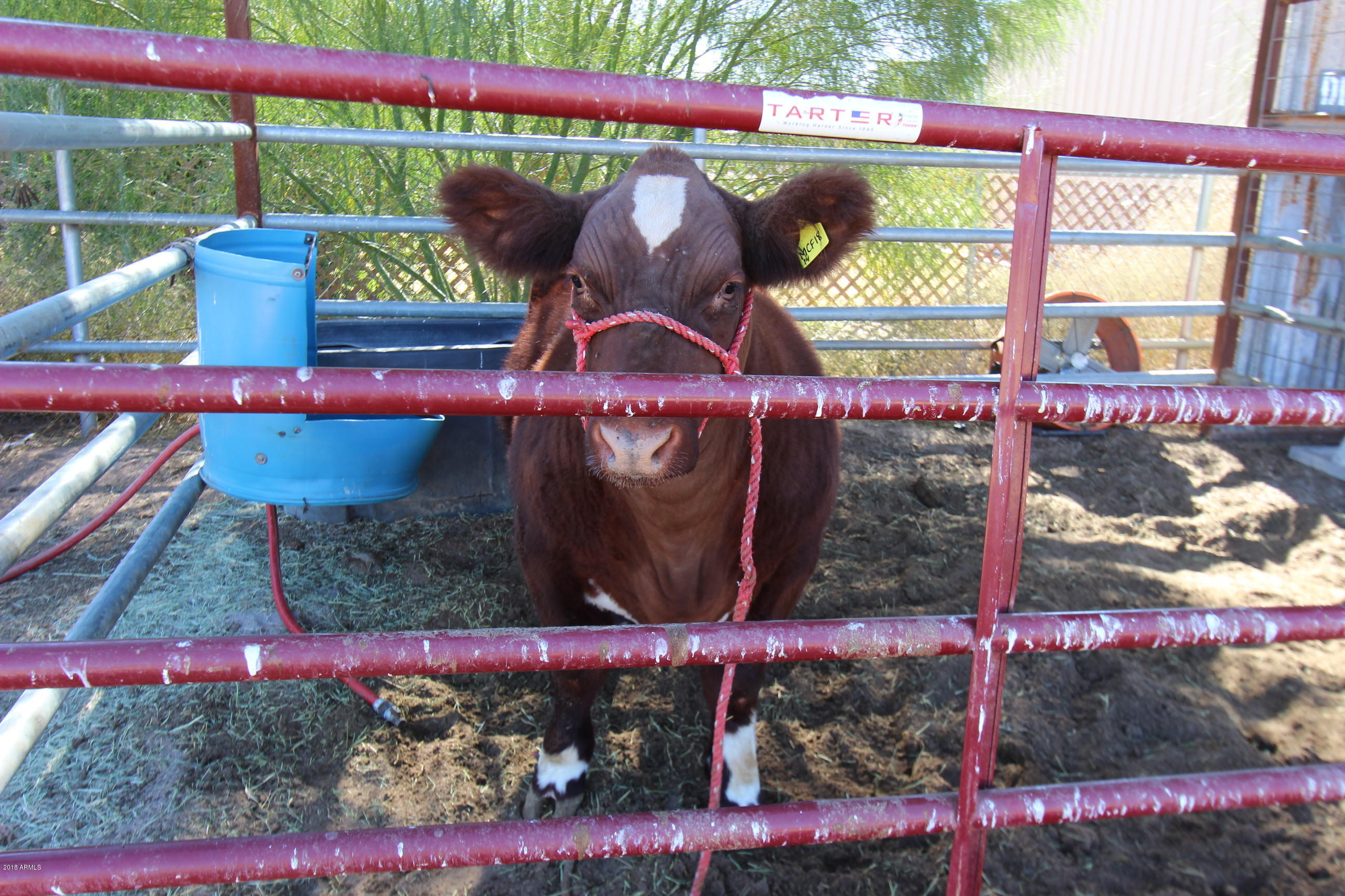 2037 East Willis Road Gilbert, AZ 85297 - Photo 49 of 51 Calf Pen