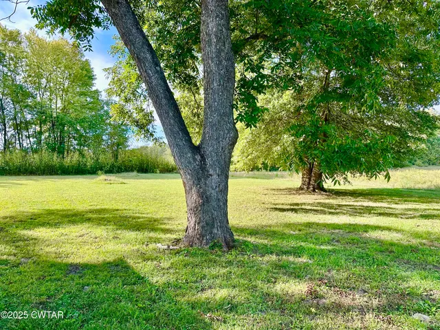 a view of a yard with a large trees