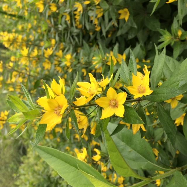 571 Muskrat Farm Road Prospect, ME 04981 - Photo 36 of 39 IMG_5001 Loosestrife