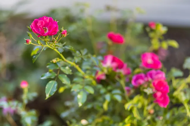 $2,250,000 | 34 Lake Drive, Orleans, MA 02653