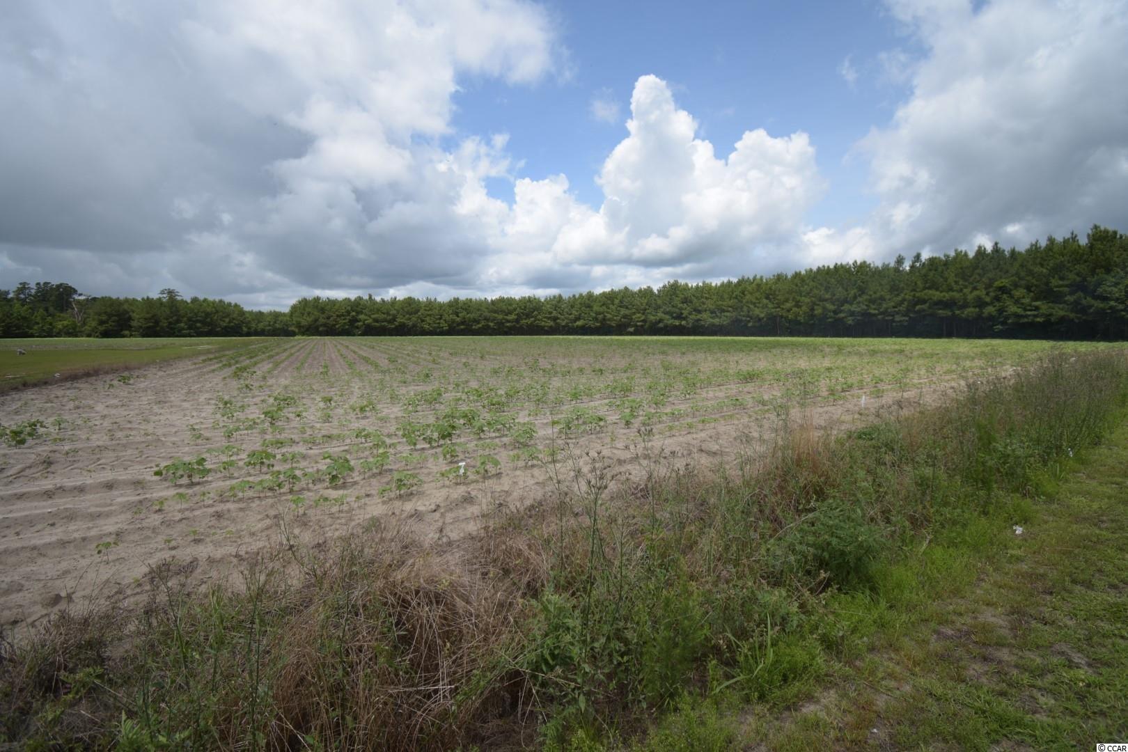Tbd Tbd Squirrel Run Road Hemingway, SC 29554 - Photo 3 of 9 Gallery Image 3