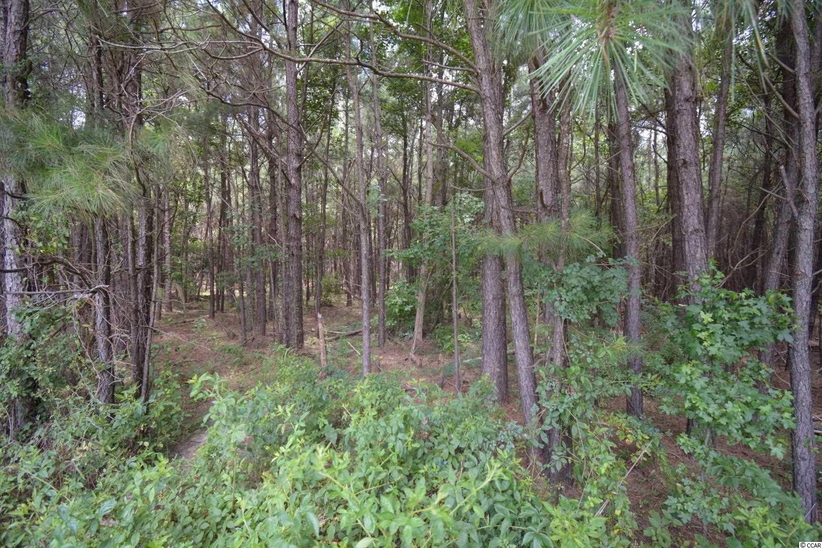 Tbd Tbd Squirrel Run Road Hemingway, SC 29554 - Photo 5 of 9 Gallery Image 5