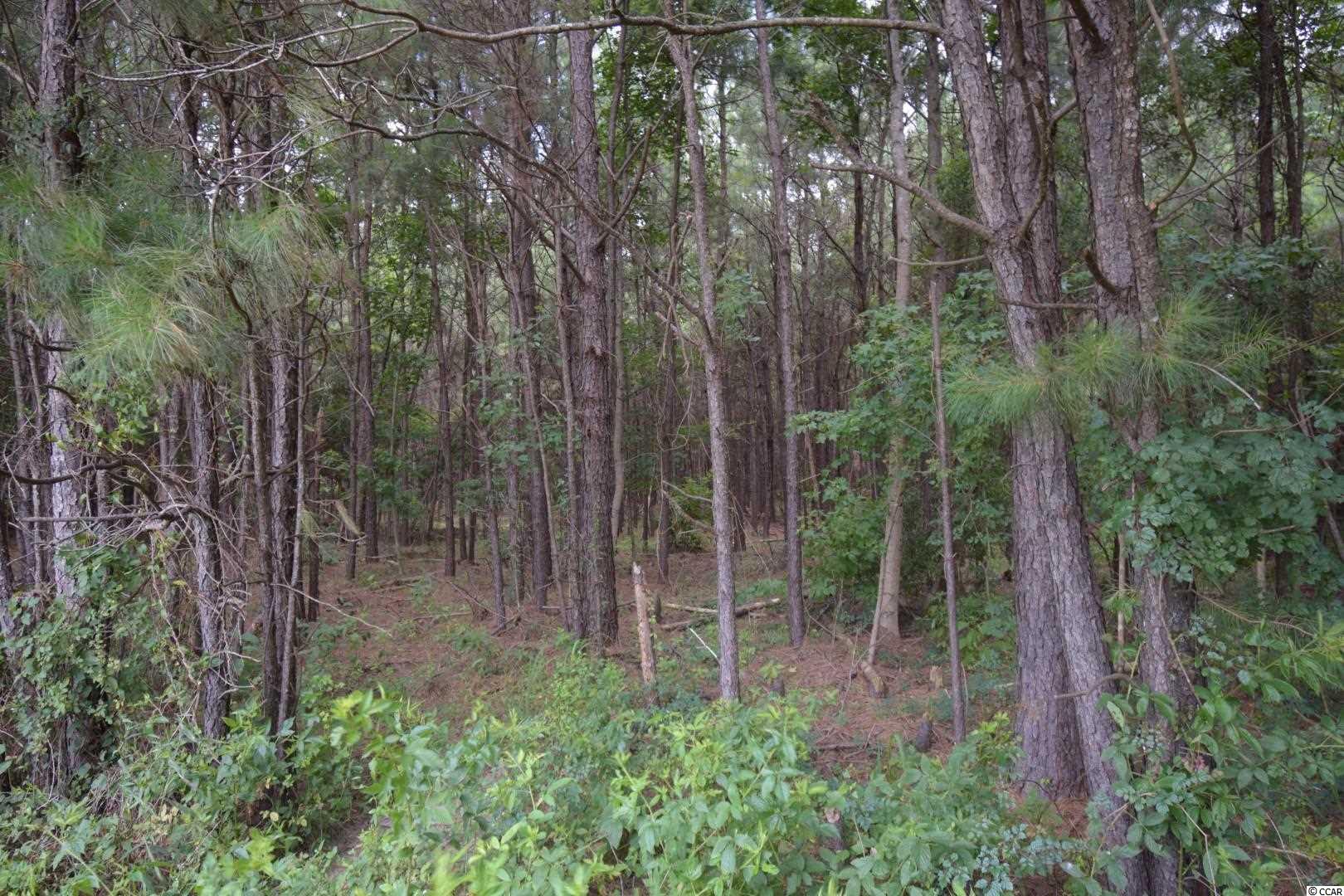 Tbd Tbd Squirrel Run Road Hemingway, SC 29554 - Photo 6 of 9 Gallery Image 6
