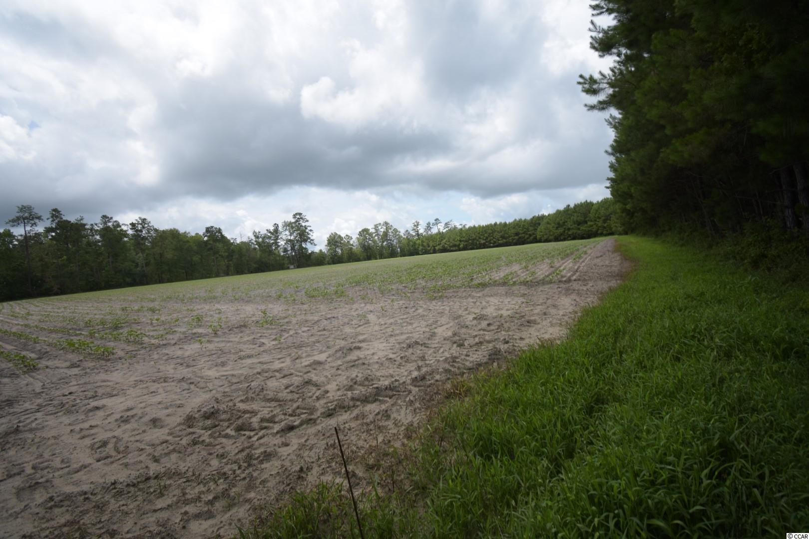 Tbd Tbd Squirrel Run Road Hemingway, SC 29554 - Photo 7 of 9 Gallery Image 7