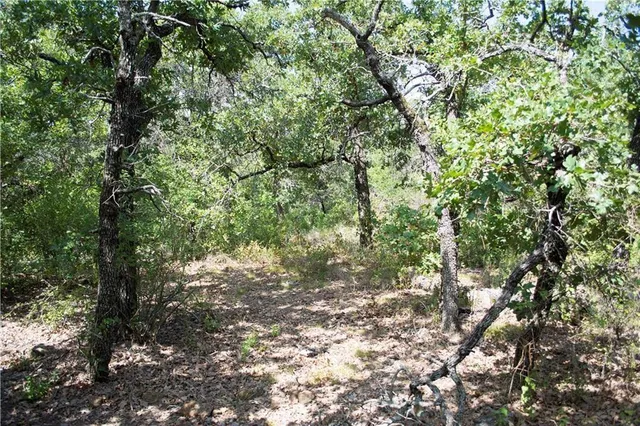 a view of a lake with a tree