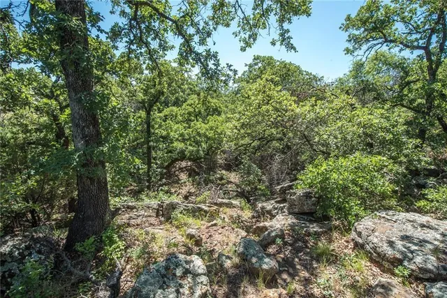 a view of a forest with a tree