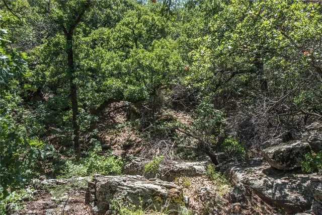 a view of a forest with lots of trees