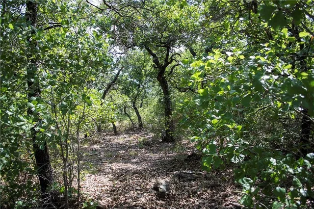 a view of a forest that has a tree