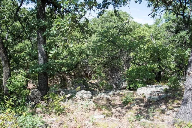 a view of a tree in a yard