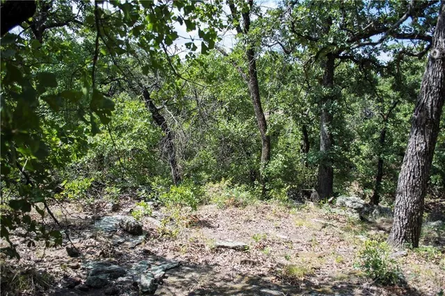 a view of a forest with a tree