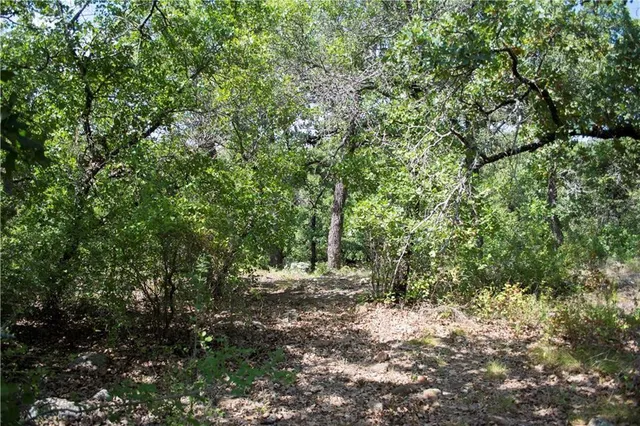 a view of a tree in a yard