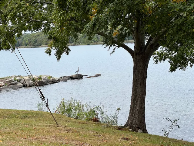 a view of a tree in the yard