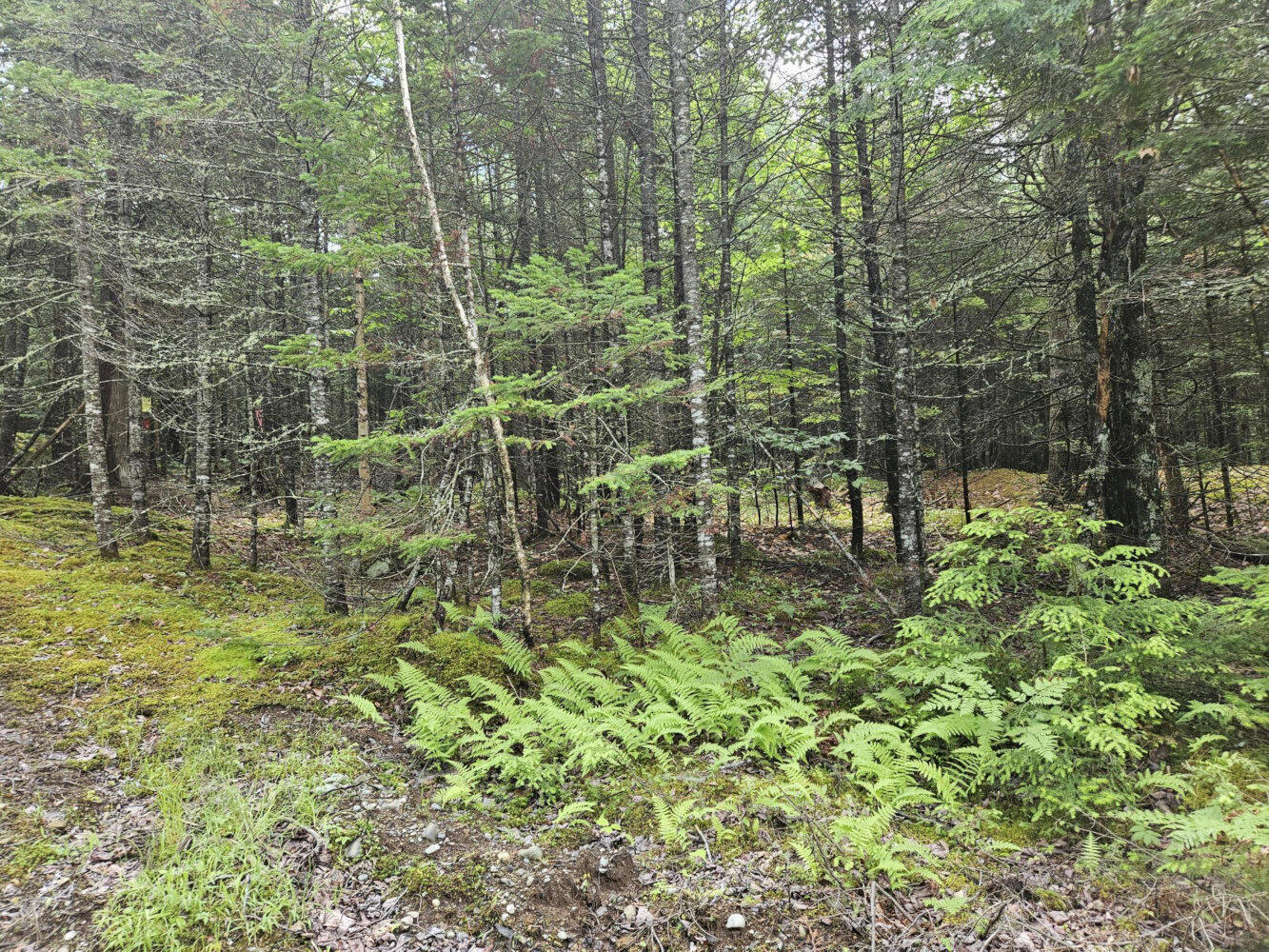M10-l12-2 Ledge Road Embden, ME 04958 - Photo 8 of 14 20260627_110229_result