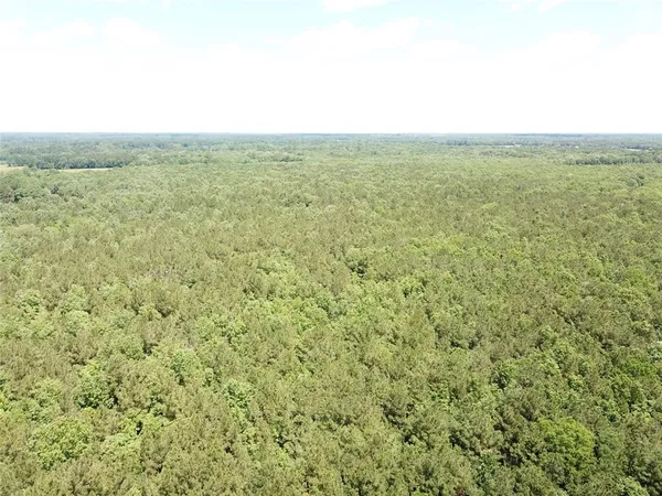a view of a tree in a yard