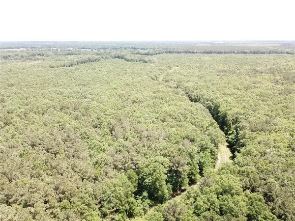 a view of a forest with trees