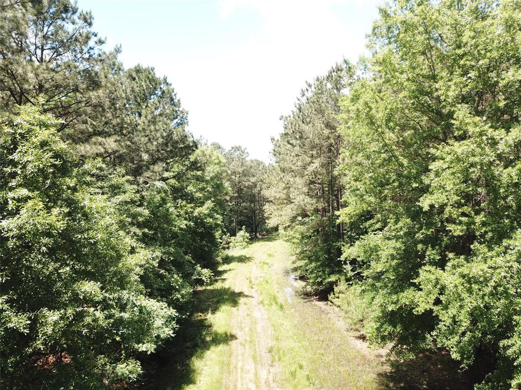 0 County Road 4223 Simms, TX 75574 - Photo 24 of 31 a view of a tree in a yard