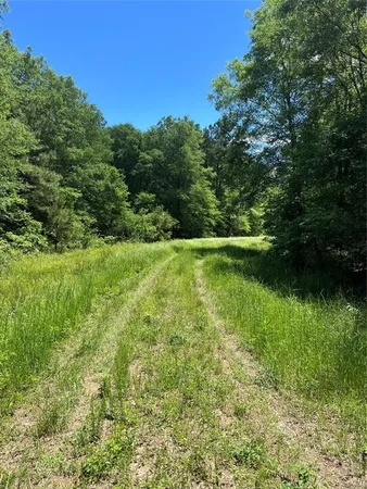 a green field with lots of trees