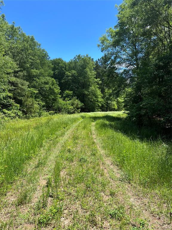 0 County Road 4223 Simms, TX 75574 - Photo 25 of 31 a view of green field with trees in the background