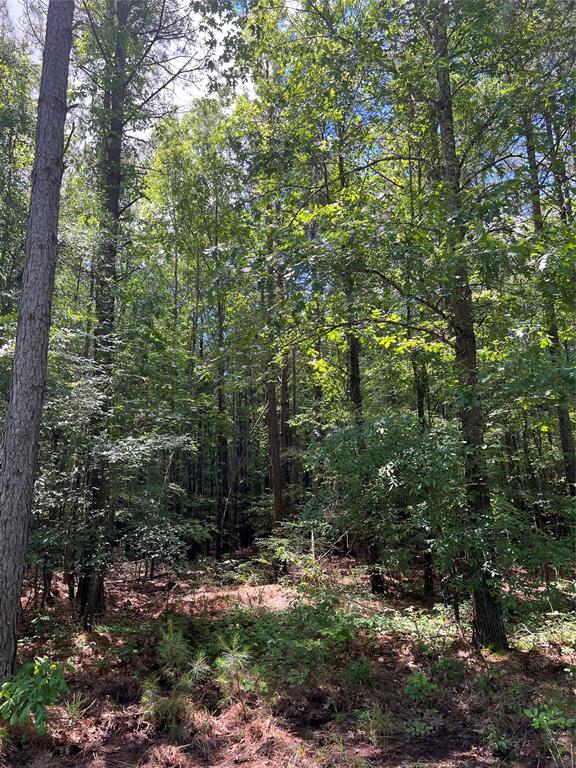 0 County Road 4223 Simms, TX 75574 - Photo 28 of 31 a view of a forest with trees