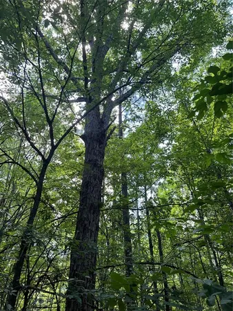 $824,476 | 0 County Road 4223, Simms, TX 75574