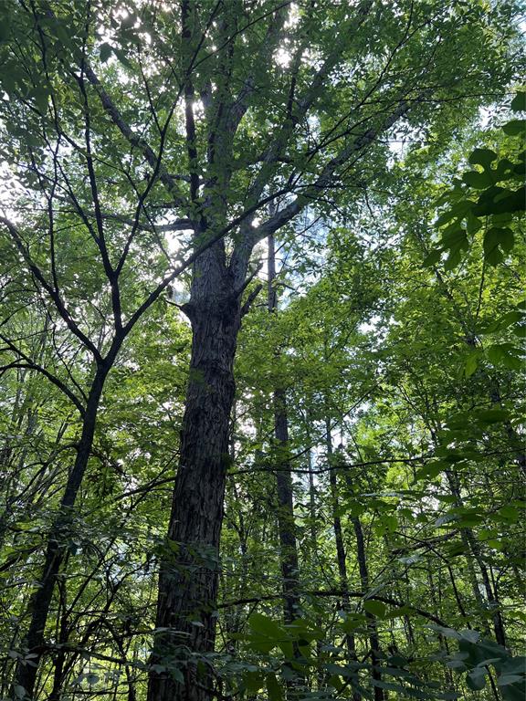 0 County Road 4223 Simms, TX 75574 - Photo 30 of 31