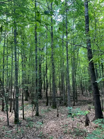 $824,476 | 0 County Road 4223, Simms, TX 75574