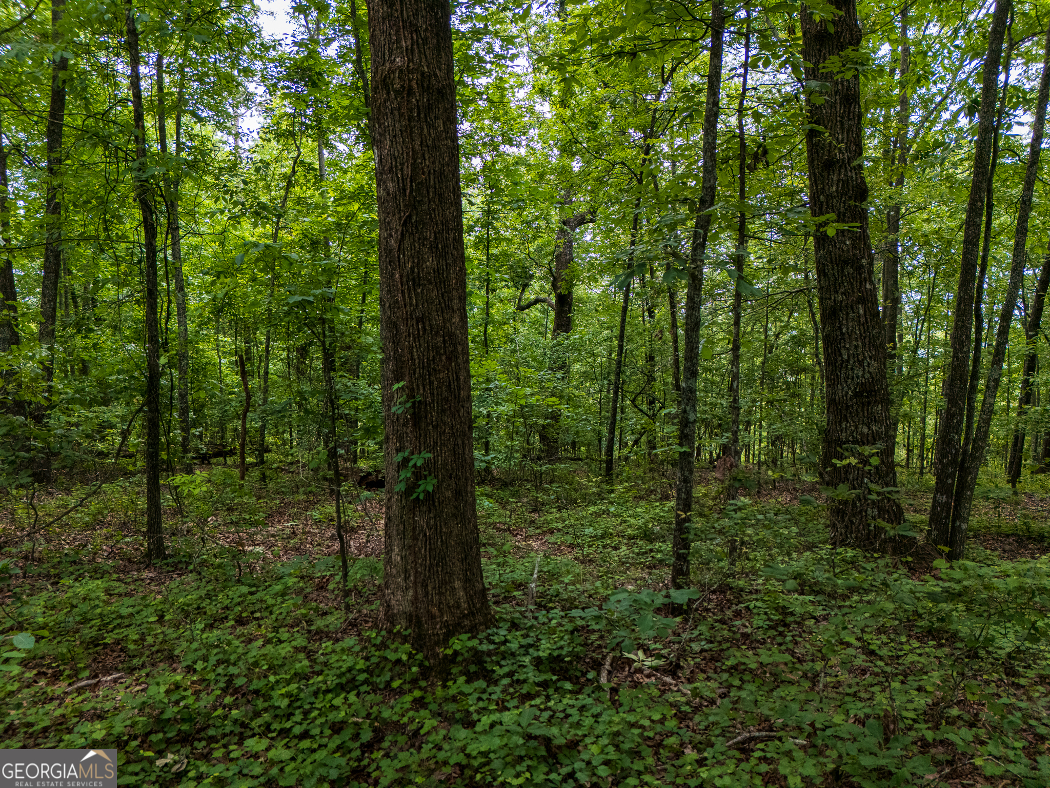 3.26-acres Mountain Ridge Drive Manchester, GA 31816 - Photo 4 of 9 a view of outdoor space and trees