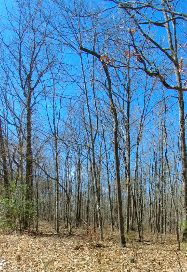 1532 Woods Road Dunlap, TN 37327 - Photo 4 of 12 w7