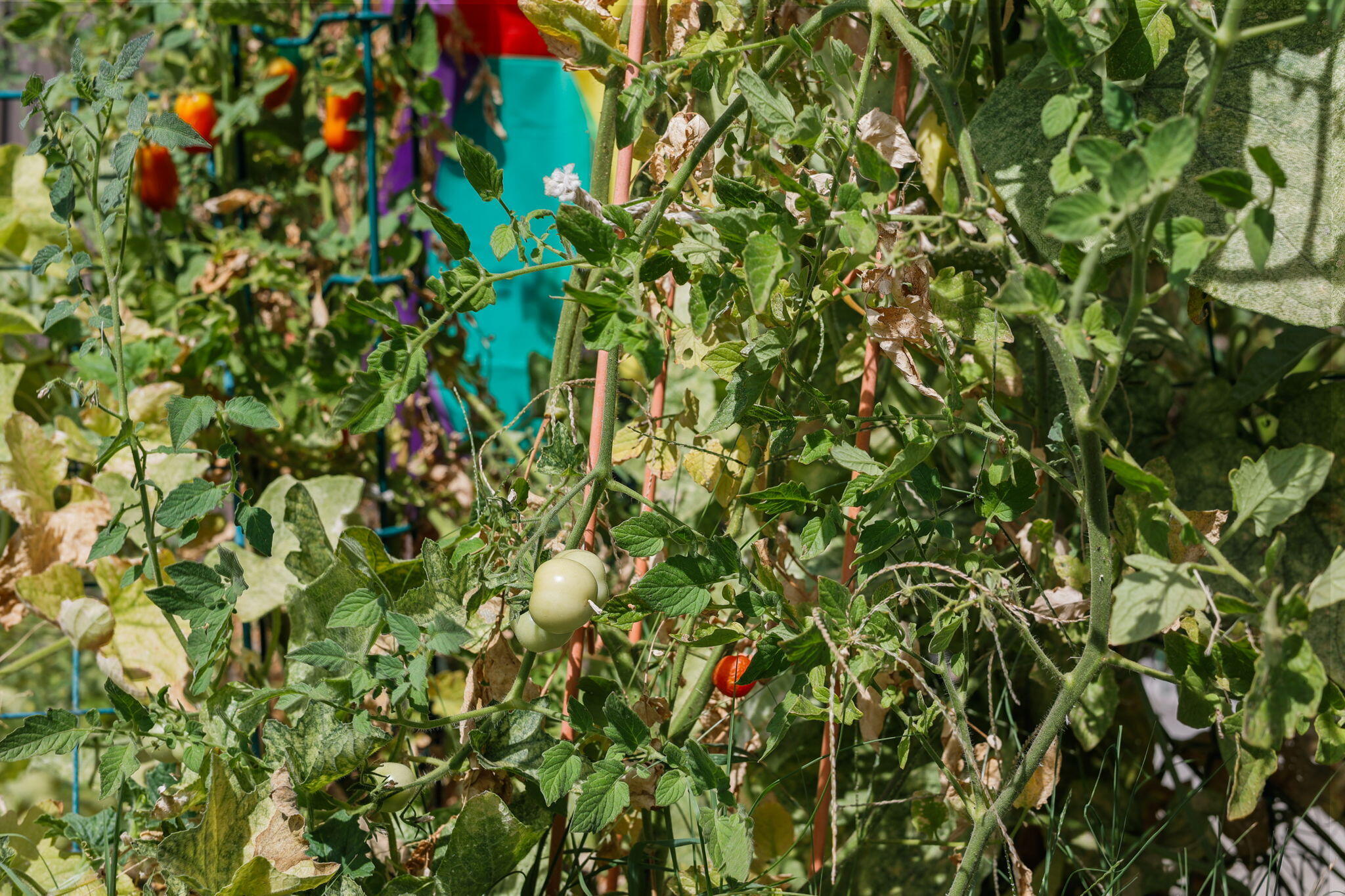 19271 Lexington Lane Redding, CA 96003 - Photo 37 of 39